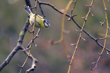 Blue Tit (Cyanistes caeruleus) hanging from a twig