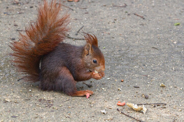 Red squirrel (Sciurus vulgaris) eating peanuts on the ground. 