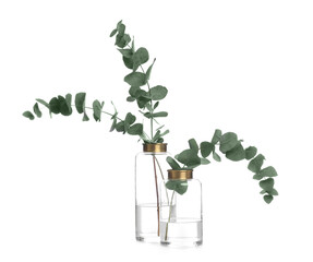Fototapeta na wymiar Vases with beautiful eucalyptus branches on white background