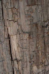Bark, outer layer of the forest tree