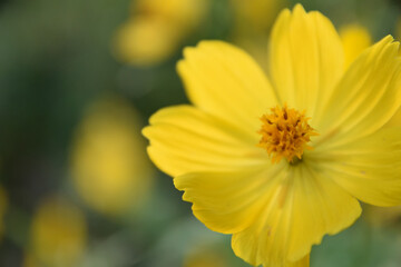 キバナ・コスモス
