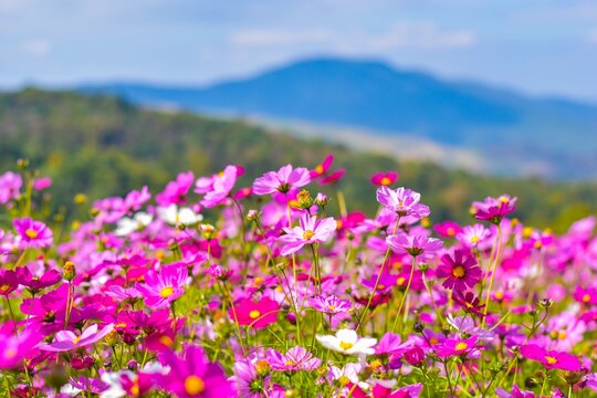 Close-up Of Pink Flowering Plants On Field © natthaphat ananthnonthok/EyeEm