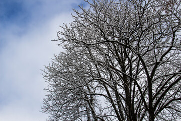 A tree branches with snow on it. Looking up to sky through tree branches. Beautiful black branches in front of sky. Naked trees with snow