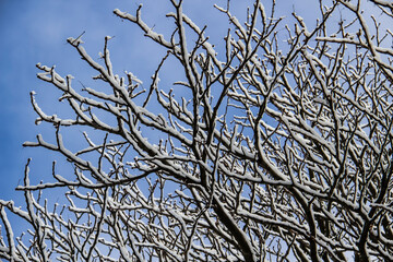 A tree branches with snow on it. Looking up to sky through tree branches. Beautiful black branches in front of sky. Naked trees with snow