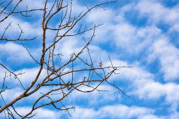 tree branch and blue sky.surreal background with blue sky