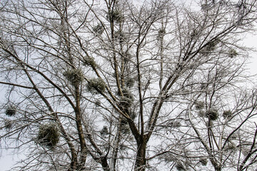 A tree branches with snow on it. Looking up to sky through tree branches. Beautiful black branches in front of sky. Naked trees with snow