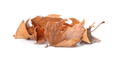 Heap of fallen leaves on white background. Autumn season