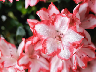 Fototapeta na wymiar Close-up Of Pink Flowers