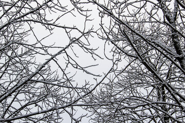 A tree branches with snow on it. Looking up to sky through tree branches. Beautiful black branches in front of sky. Naked trees with snow