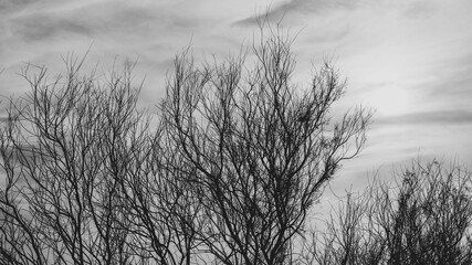 Beautiful nature image of lake near irkaya farm in Doha,Qatar