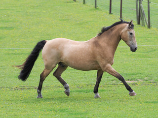 Playing Dun Horse