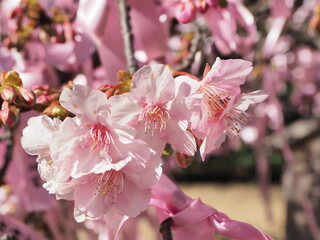 早咲きの桜