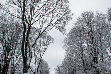 Fototapeta na wymiar A tree branches with snow on it. Looking up to sky through tree branches. Beautiful black branches in front of sky. Naked trees with snow