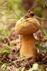 A golden mushroom grows in the forest among the green grass. There is a twig with an acorn on the hat. Wild forest