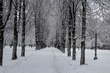 Snowy winter landscape with trees in the winter park in cold day in the city Sumy in Ukraine