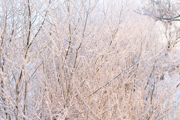 tree branches covered in snow