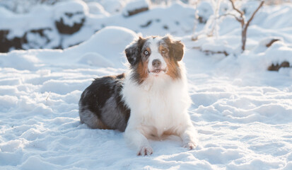 Australian shepherd dog merle lying in winter forest. Outdoor