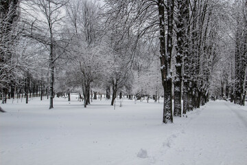 Snowy winter landscape with trees in the winter park in cold day in the city Sumy in Ukraine