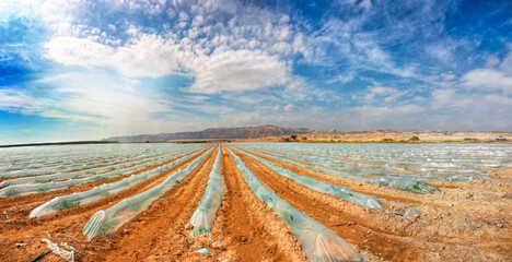 Watermelons grow in ground polyethylene green houses. Artificial drip irrigation. Jordan Valley...