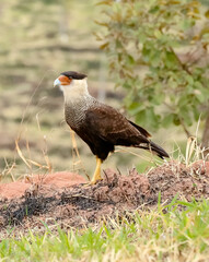 Vista de lindo Gavião no campo.