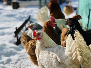 Close up of chickens walking in courtyard in wintertime.
