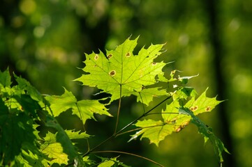 Maple branch