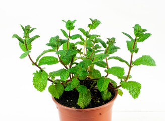 Peppermint aromatic plant pot on white background