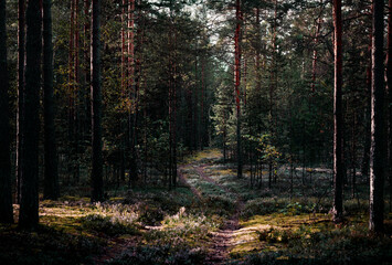 Obraz premium Forest in autumn