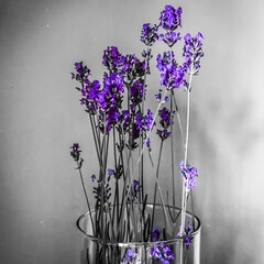 Lavender in a vase