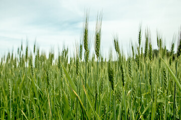 green grass in the wind