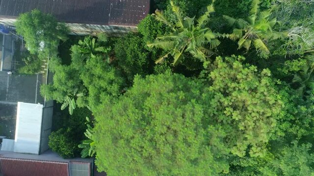 Top down view aerial footage of green trees and small road in neighbourhood of Yogyakarta city, Indonesia