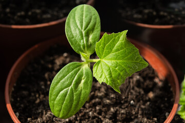 seedling of small cucumber in greenhouse.. Young green plants in spring.