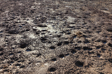 Mud wet surface with wild animals footprint