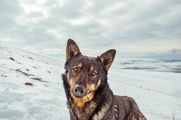  shepherd dog on snow in mountains