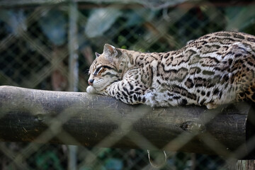 Vista de tigre e onça. © Luis Lima Jr
