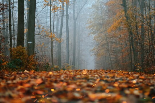 Surface Level Of Trees In Forest During Autumn