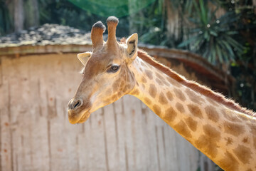 A girafa é um mamífero artiodáctilo africano, o animal terrestre vivo mais alto e o maior ruminante.