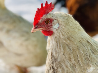 Close up of chickens walking in courtyard in wintertime.