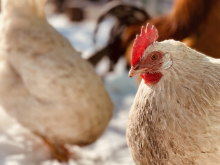 Close up of chickens walking in courtyard in wintertime.