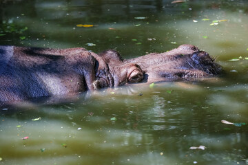Fototapeta premium Vista de animais selvagem.