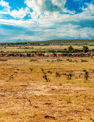 Fototapeta na wymiar Cows in Africa