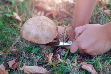 Child's hands cutting a mushroom in the forest in bending season