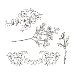 Hand drawn, single colour vector illustrations of eucalyptus plant branches.