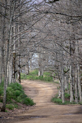 Akfadou forest in Bejaia, Algeria, a Forest of oak and beech