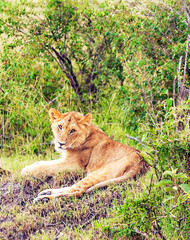 Lioness in Africa