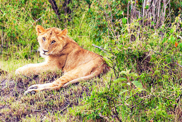 Fototapeta na wymiar Lioness in Africa