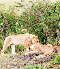 Lioness in Africa