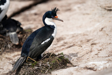 Obraz premium The King Cormorant (Phalacrocorax atriceps)