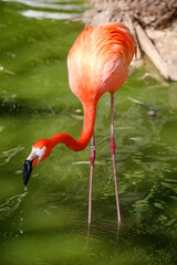 Aves e flamingos.