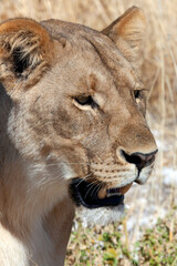 Lioness - Etosha - Namibia